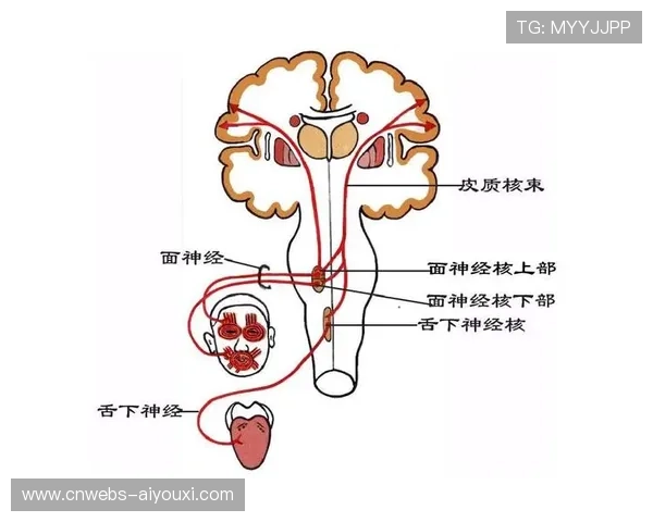 神经科学应用于运动表现分析 优化训练方法